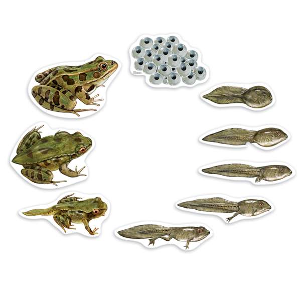 ภาพแม่เหล็กวงจรชีวิตกบจำลอง ,ของเล่นเสริมพัฒนาการ ,ของเล่นเสริมทักษะ,ของเล่นเด็ก, สื่อการสอนอนุบาล