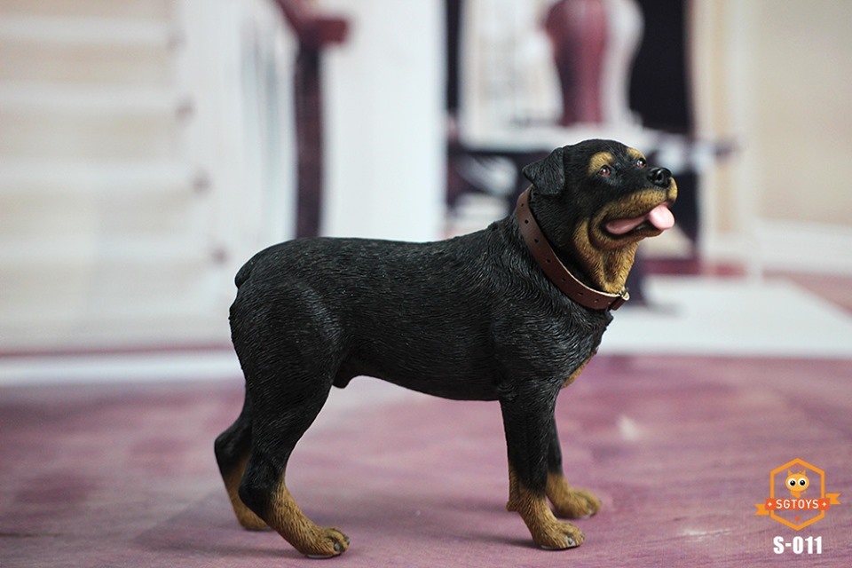 [สั่งจอง]SGTOYS S-010,S-011,S-012 1/6 Animal Model Chihuahua/ Rottweiler/ Springer Spaniel/Shiba Inu