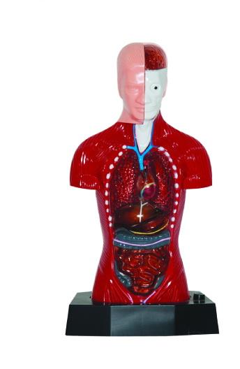 ร่างกายจำลอง โมเดลร่างกาย มีไฟ,หุ่นจำลองร่างกาหุ่นจำลองร่างกาย Working Body , ของเล่นเสริมพัฒนาการ, ของเล่นเด็กอนุบาล, สื่อการสอน วิทยาศาสตร์