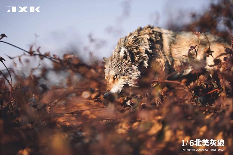 [สั่งจอง]JXK JXK126 1/6 : North American Grey Wolf