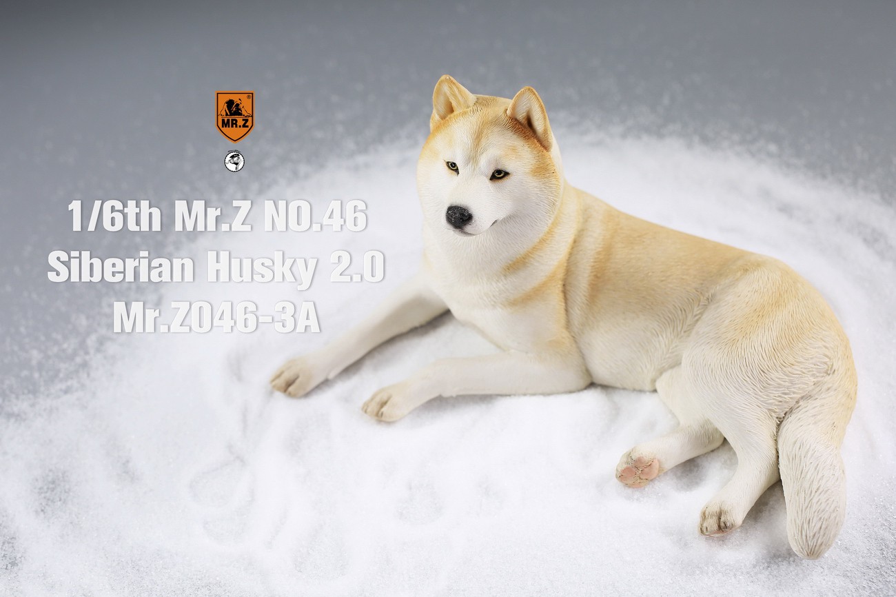 [สั่งจอง] MR. Z Animal Model MRZ046 1/6th Siberian Husky2.0（8 models in total）