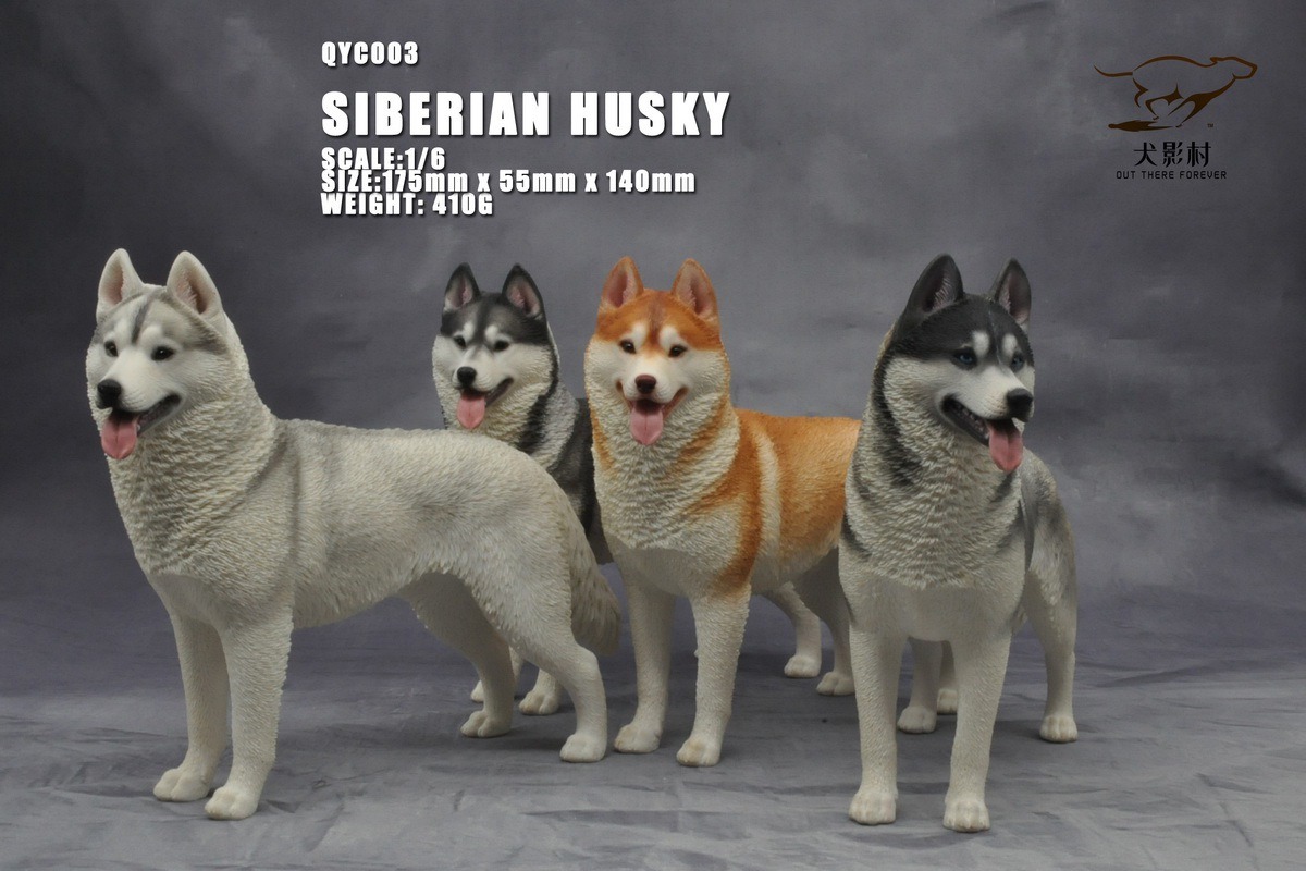 [สั่งจอง]QuanYingCun QYC003 A/B/C/D 1/6 : Husky