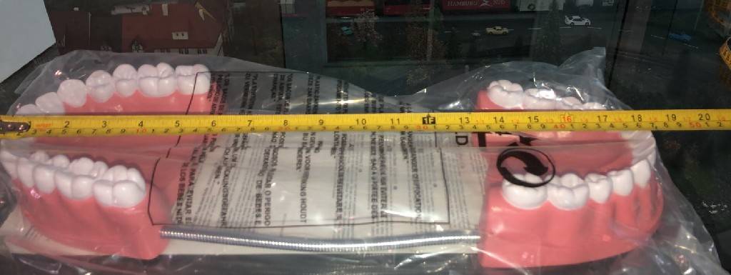 0209 ฟันจำลองขนาด 6.5" พร้อมแปรง โมเดล ฟันจำลอง พร้อมแปรง, ของเล่นเสริมพัฒนาการ, ของเล่นเด็ก, สื่อการสอน