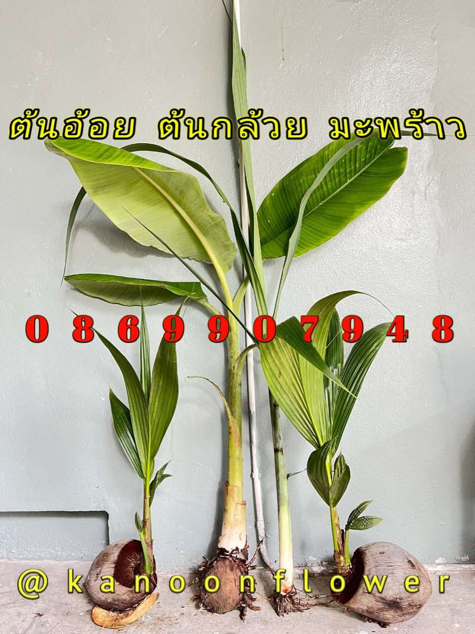 ต้นอ้อย ต้นกล้วย (ขันหมาก) (ทรงเครื่อง)