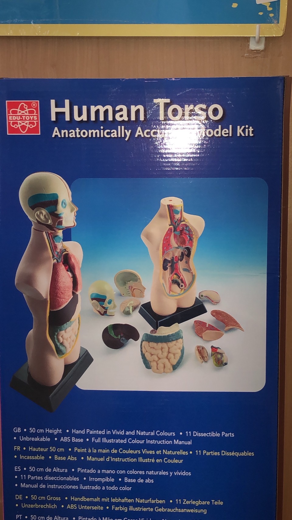 ร่างกายจำลอง โมเดลร่างกาย ขนาด 20 นิ้ว, ของเล่นเสริมพัฒนาการ, ของเล่นเด็ก, สื่อการสอน วิทยาศาสตร์
