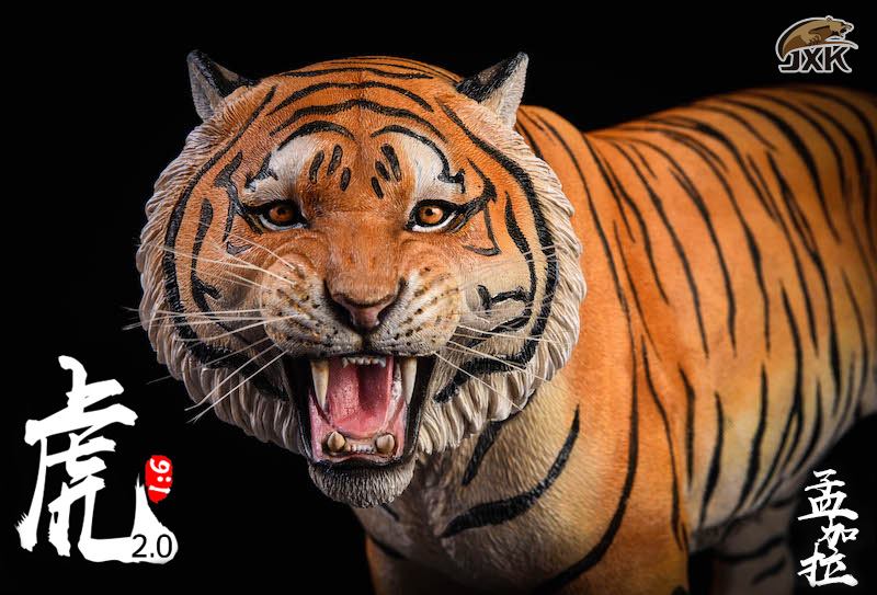 [สั่งจอง]JXK.Studio 1/6 JXK020A yellow Bengal tiger & JXK020B white Bengal tiger