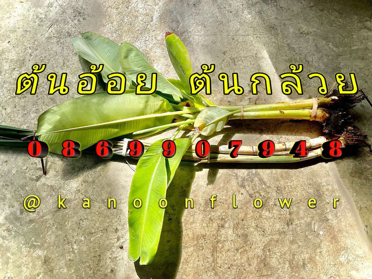 ต้นอ้อย ต้นกล้วย (ขันหมาก) (ทรงเครื่อง)