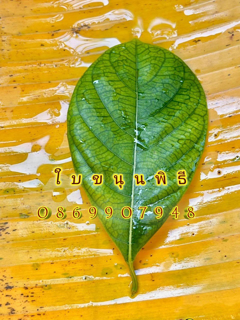 ใบไม้มงคล (พิธี)