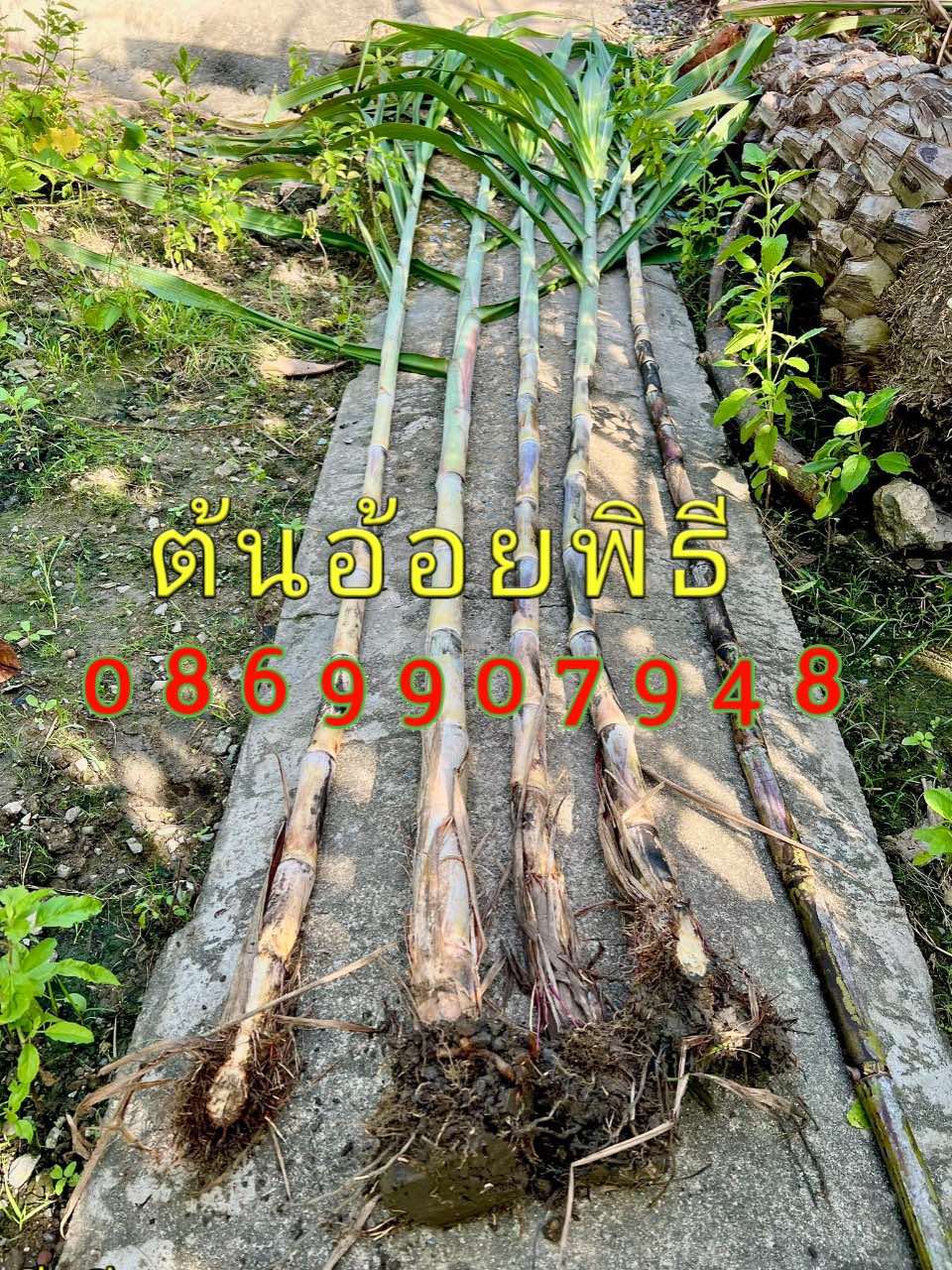 ต้นอ้อย ไหว้พระจันทร์