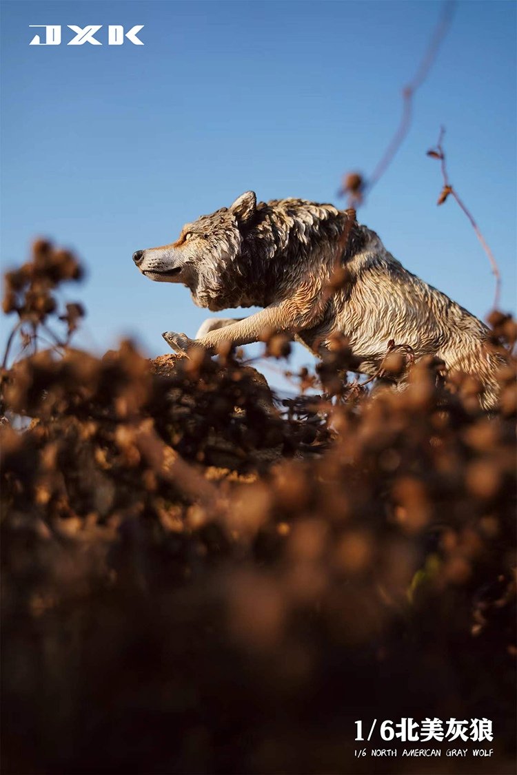 [สั่งจอง]JXK JXK126 1/6 : North American Grey Wolf