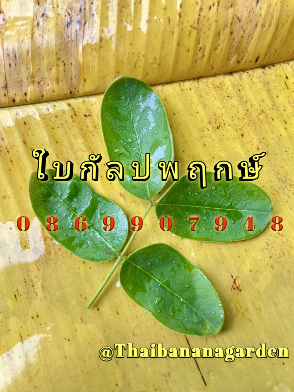 ใบไม้มงคล (พิธี)