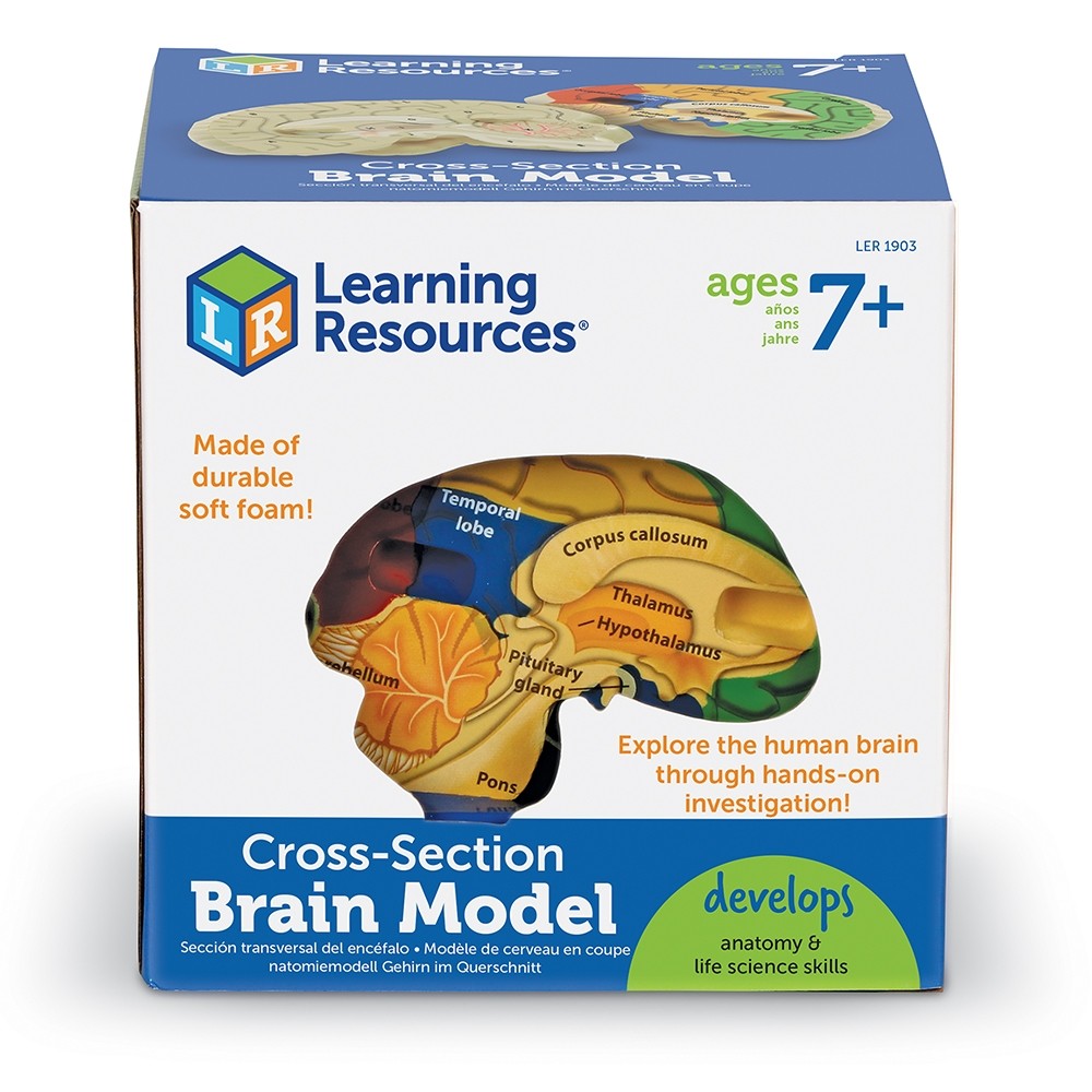 ชุดแบบจำลองสมองมนุษย์ภาคตัดขวาง , Cerebrum , ของเล่นเสริมพัฒนาการ, ของเล่นเด็กอนุบาล, สื่อการสอน วิทยาศาสตร์