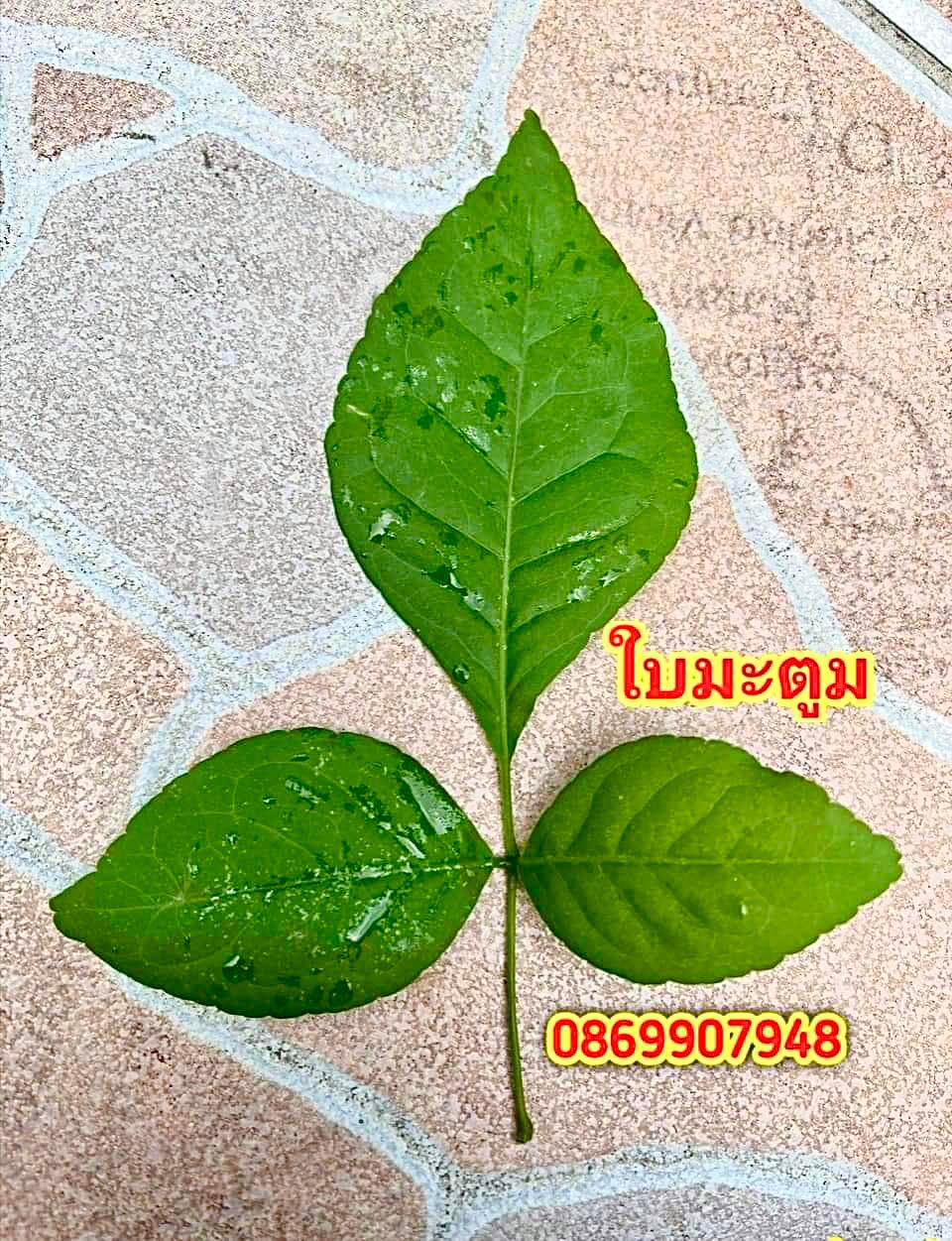 ใบมะตูม