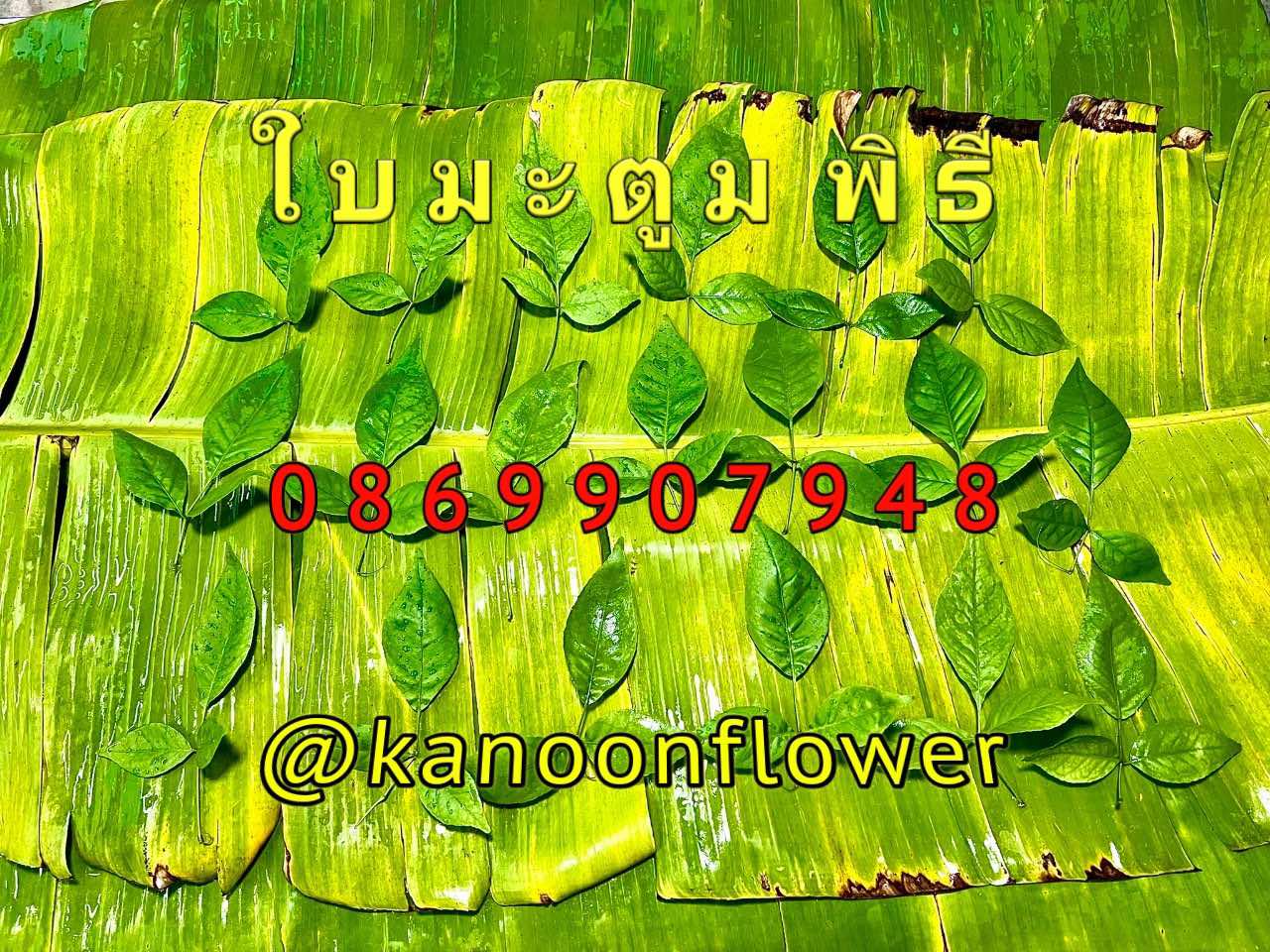 ชุดใบไม้มงคล9ชนิด