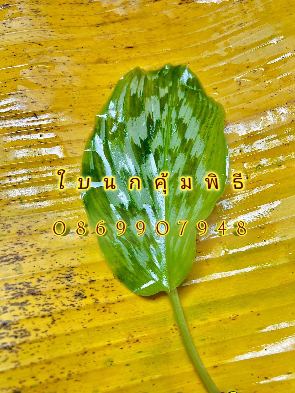 ใบไม้มงคล (พิธี)