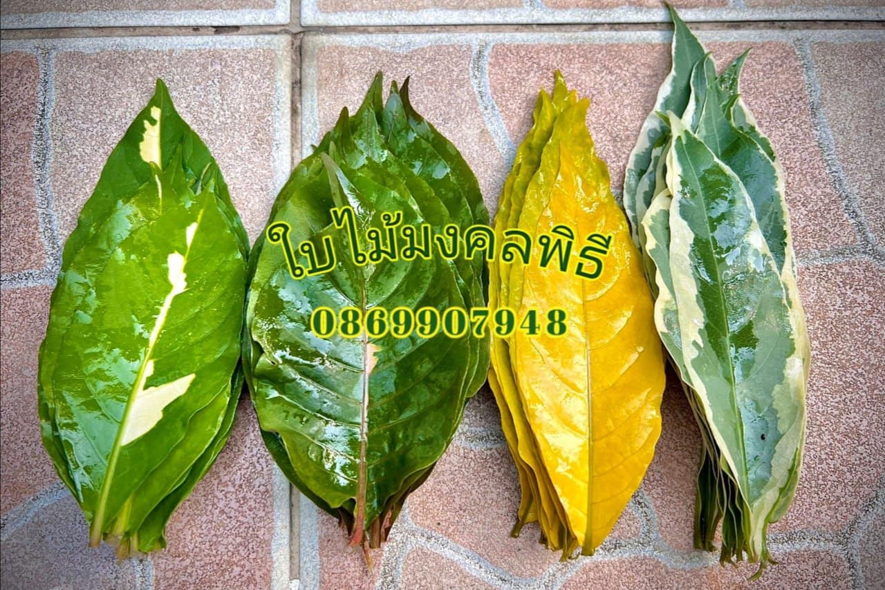 ใบเงิน ใบทอง ใบนาก (ใบไม้มงคลพิธี)