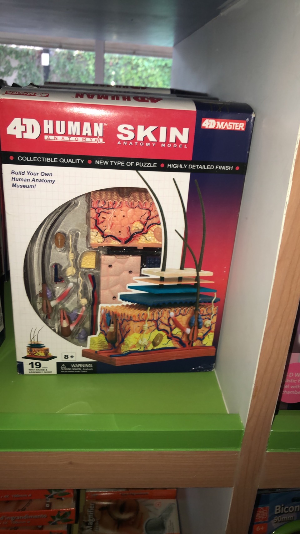 แบบจำลองผิวหนัง โมเดล Skin-4D Model สื่อการสอน วิทยาศาสตร์ การแพทย์