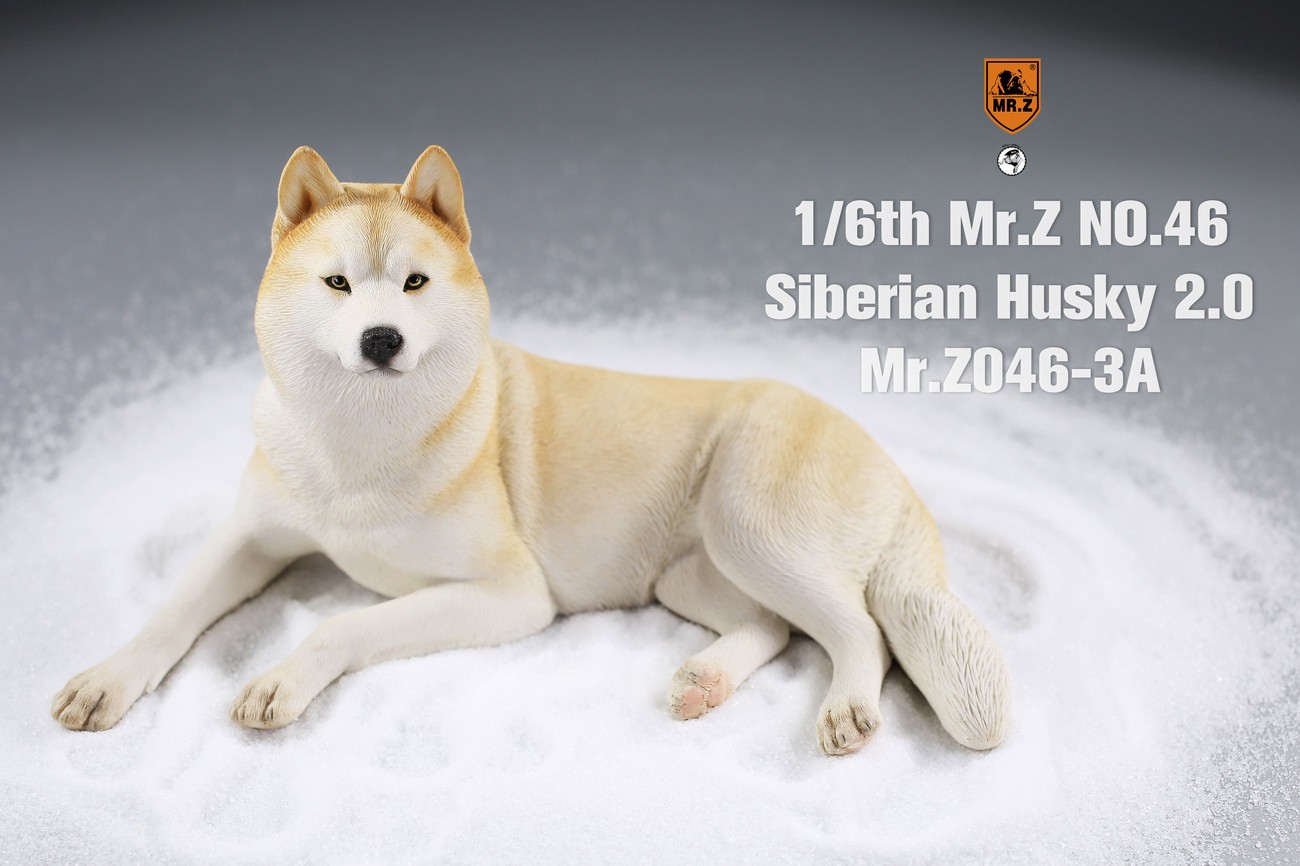 [สั่งจอง] MR. Z Animal Model MRZ046 1/6th Siberian Husky2.0（8 models in total）