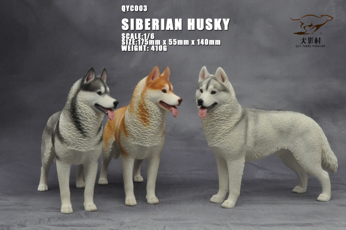 [สั่งจอง]QuanYingCun QYC003 A/B/C/D 1/6 : Husky