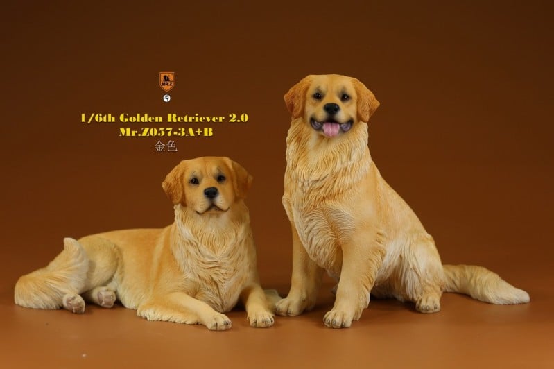[สั่งจอง]Mr.Z MRZ057 1/6 : Golden Retriever 2.0
