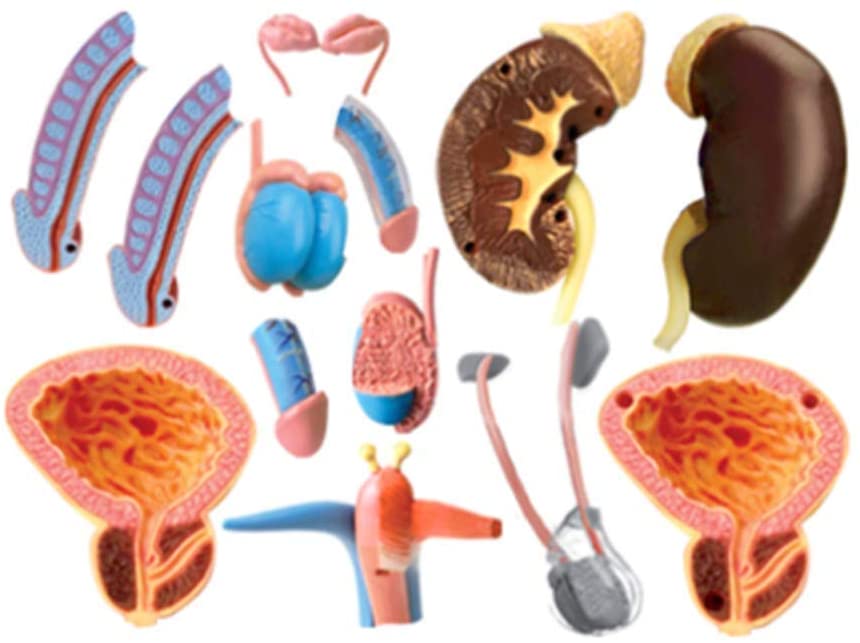 แบบจำลองระบบสืบพันธุ์ ชาย , ของเล่นเสริมพัฒนาการ, ของเล่นเด็ก, สื่อการสอน,