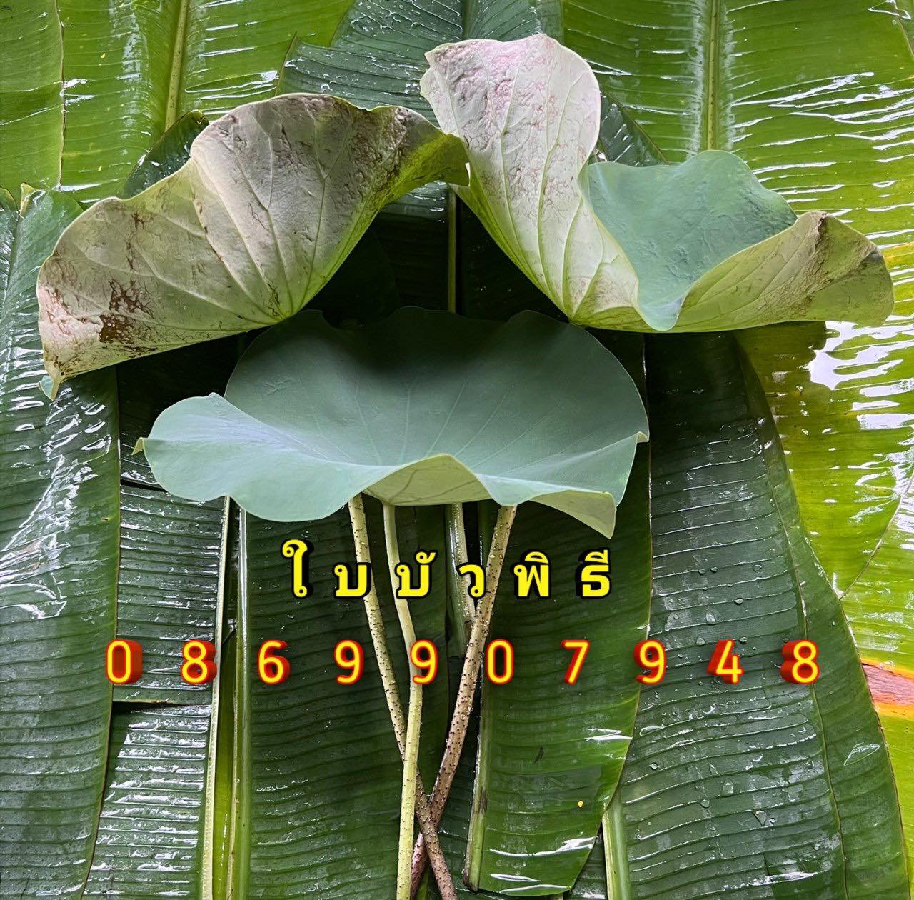 ใบไม้มงคล (พิธี)