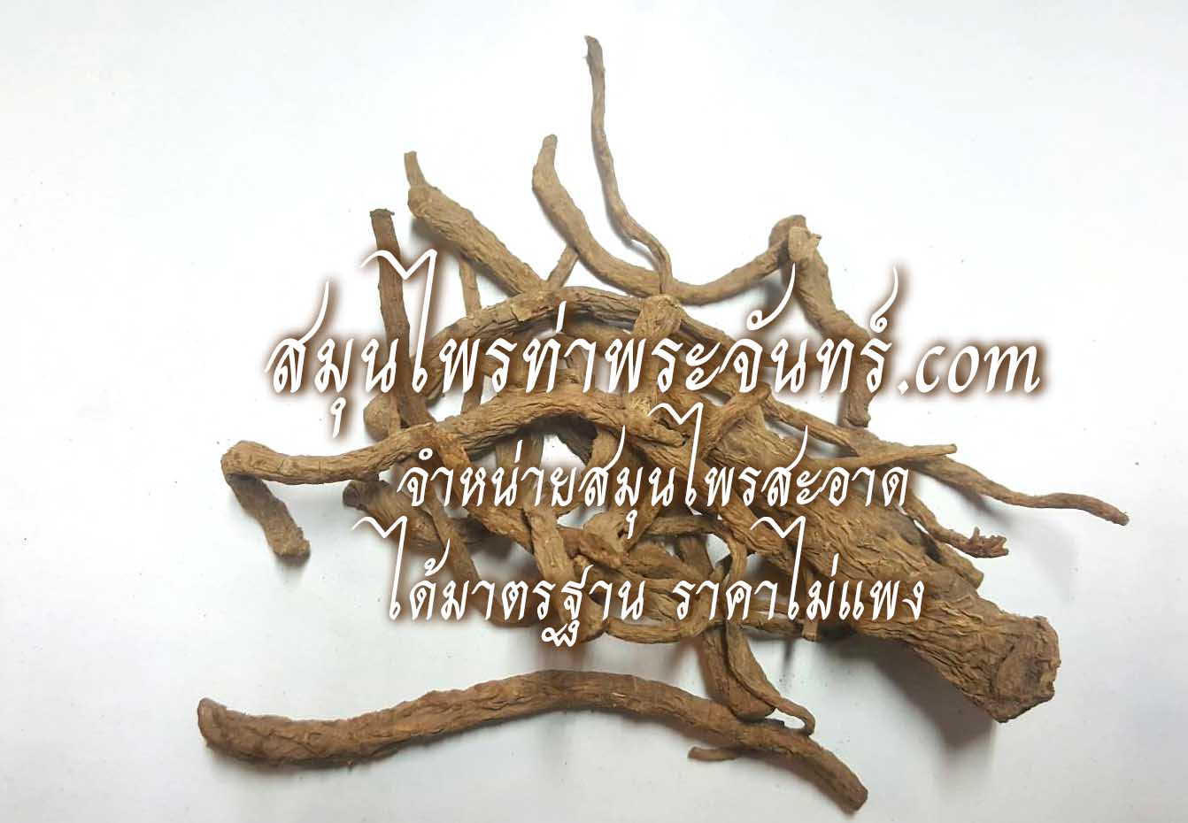 โกฐเชียงแห้ง ( 500กรัม - 1กิโล ) / ( 500g - 1kg ) สมุนไพรท่าพระจันทร์