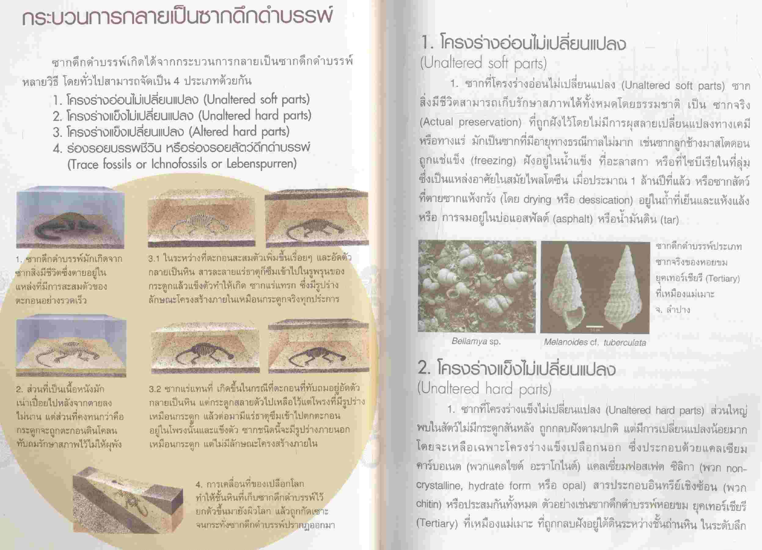 เรื่องความรู้ทั่วไปเกี่ยวกับซากดึกดำบรรพ์