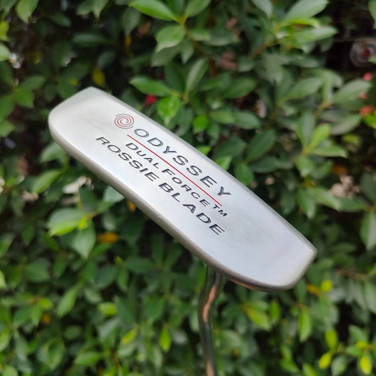 PUTTER ODYSSEY DUAL FORCE TM ROSSIE BLADE ความยาว 34 นิ้ว ก้าน ODYSSEY DUAL FORCE หน้าดำ หนึบๆ เกาะไลน์มากๆครับ
