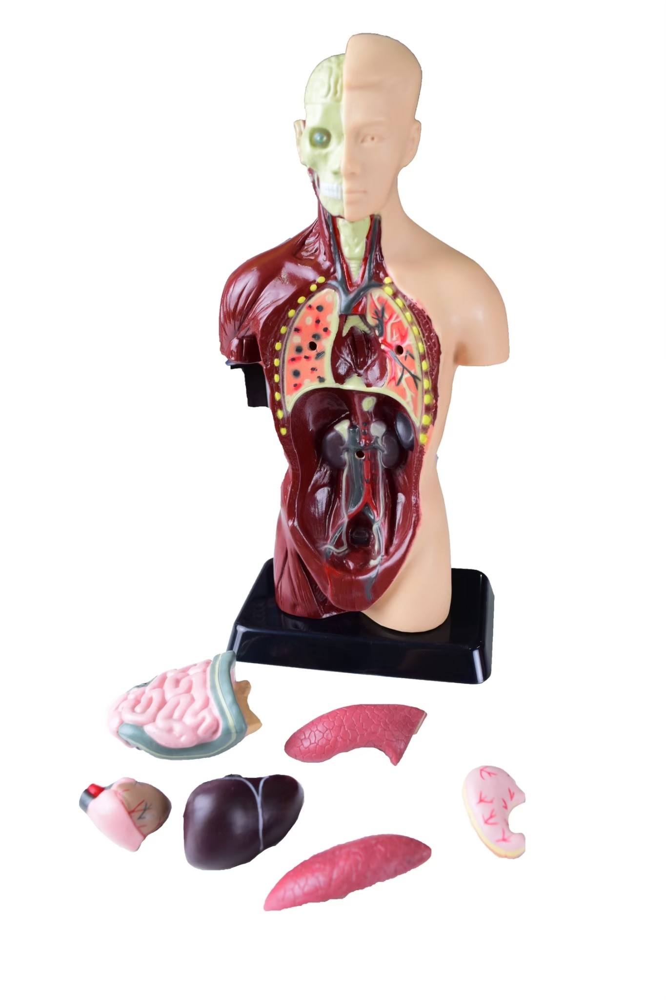 หุ่นจำลองอวัยวะภายในมนุษย์ สูง 10 นิ้ว รุ่น AR, Working Body , ของเล่นเสริมพัฒนาการ, ของเล่นเด็กอนุบาล, สื่อการสอน วิทยาศาสตร์