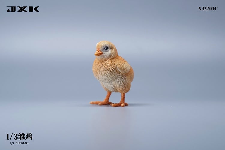 [สั่งจอง]JXK : Scottish Fold/Chckling/Duckling