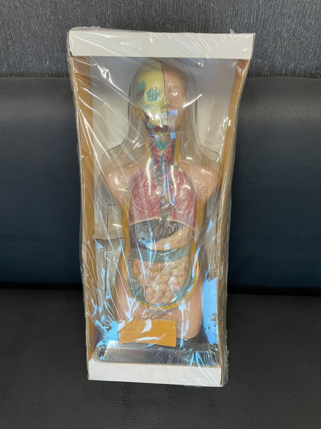 ร่างกายจำลอง โมเดลร่างกาย ขนาด 20 นิ้ว, ของเล่นเสริมพัฒนาการ, ของเล่นเด็ก, สื่อการสอน วิทยาศาสตร์