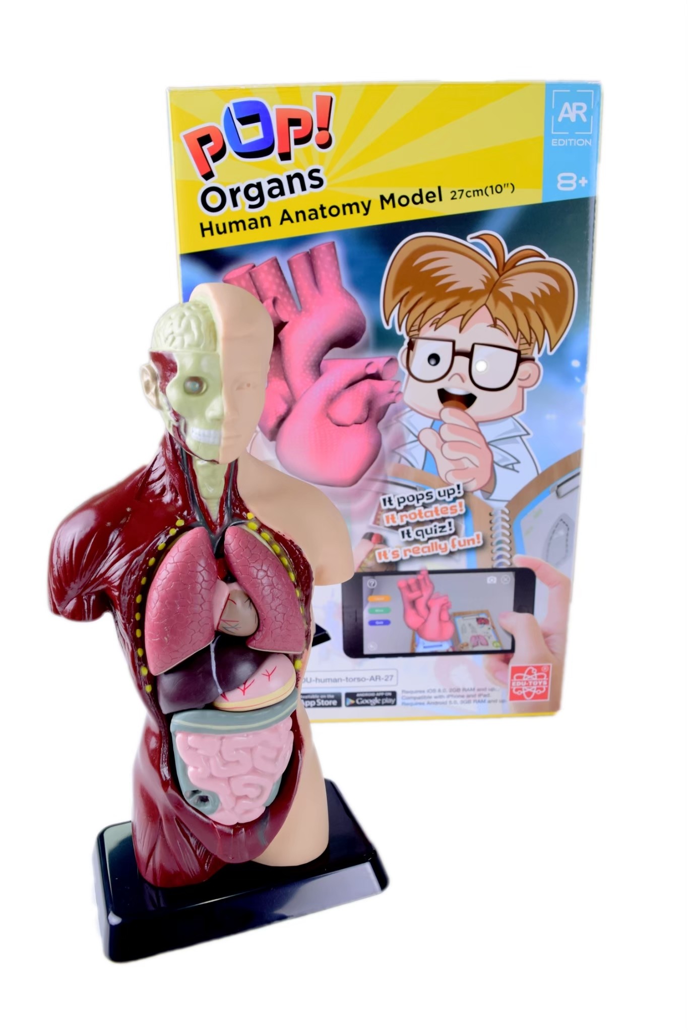 หุ่นจำลองอวัยวะภายในมนุษย์ สูง 10 นิ้ว รุ่น AR, Working Body , ของเล่นเสริมพัฒนาการ, ของเล่นเด็กอนุบาล, สื่อการสอน วิทยาศาสตร์