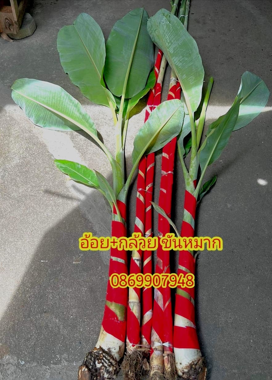 ต้นอ้อย ต้นกล้วย (ขันหมาก) (ทรงเครื่อง)