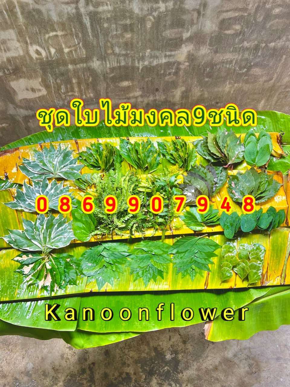 ใบไม้มงคลพิธี9อย่าง