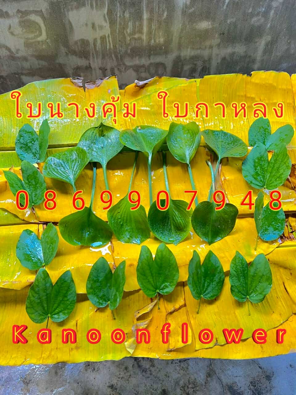 ใบไม้มงคลพิธี9อย่าง