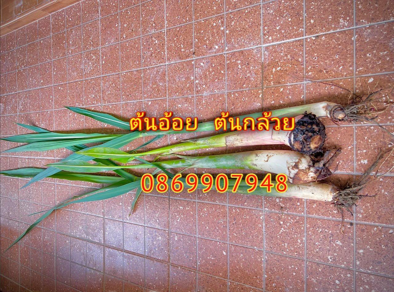 ต้นอ้อย ต้นกล้วย (ขันหมาก) (ทรงเครื่อง)