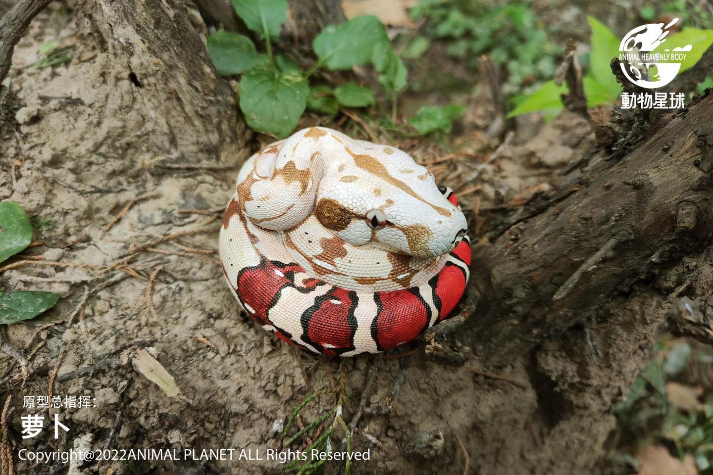 [สั่งจอง]Animal Planet : a series of laugh and grow fat No.9