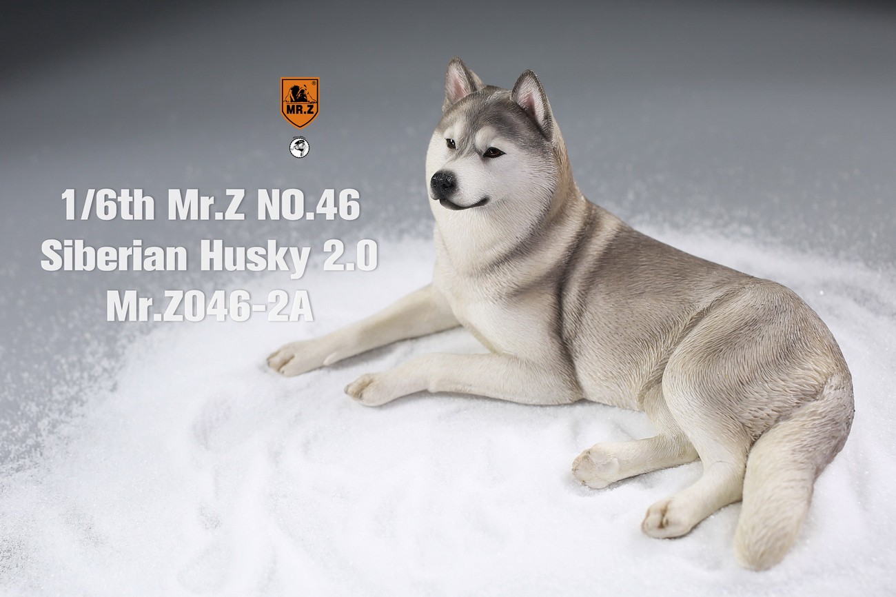 [สั่งจอง] MR. Z Animal Model MRZ046 1/6th Siberian Husky2.0（8 models in total）