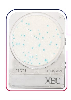 เพลทนับเชื้อสำเร็จรูป Compact Dry Bacillus Cereus (BC) 40/pK