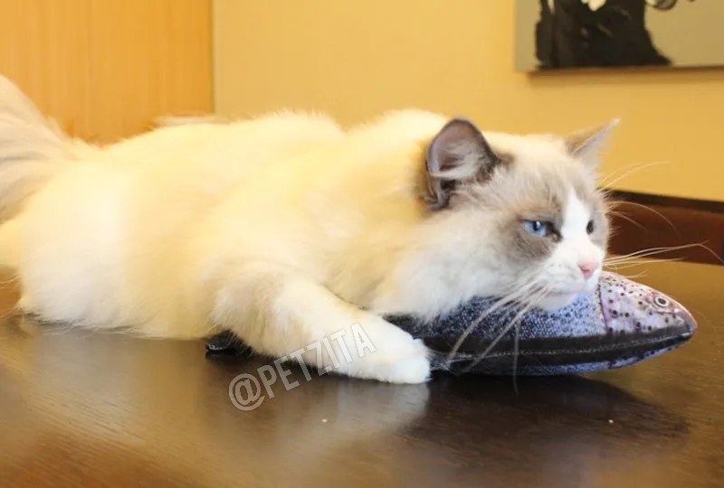 🇹🇭พร้อมส่ง🇹🇭 ตุ๊กตาปลาแคทปนิป 🐟🐠🦈 ยัดในผสมไส้แคทนิป หญ้ากัญชาแมว