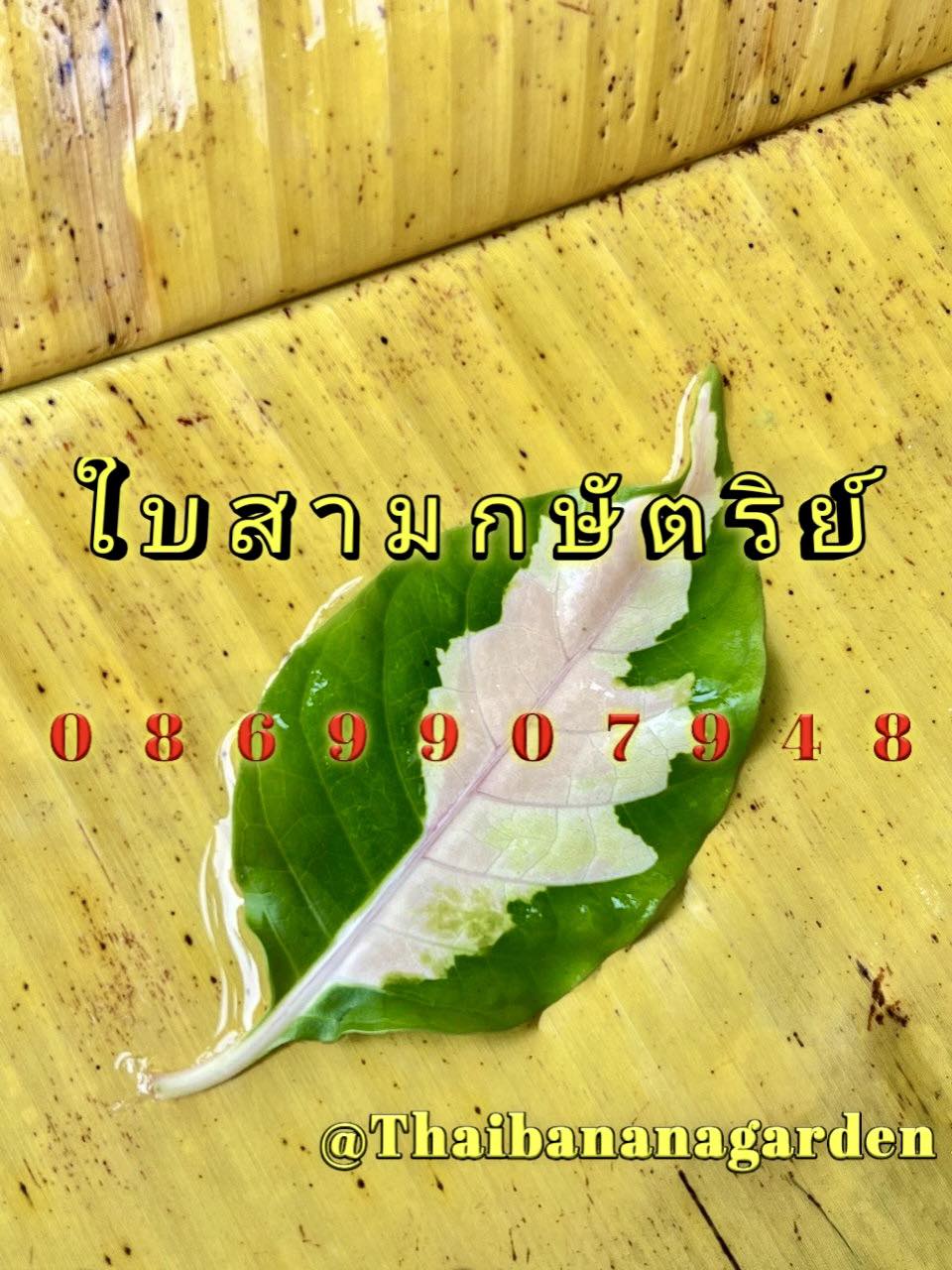 ใบไม้มงคล (พิธี)