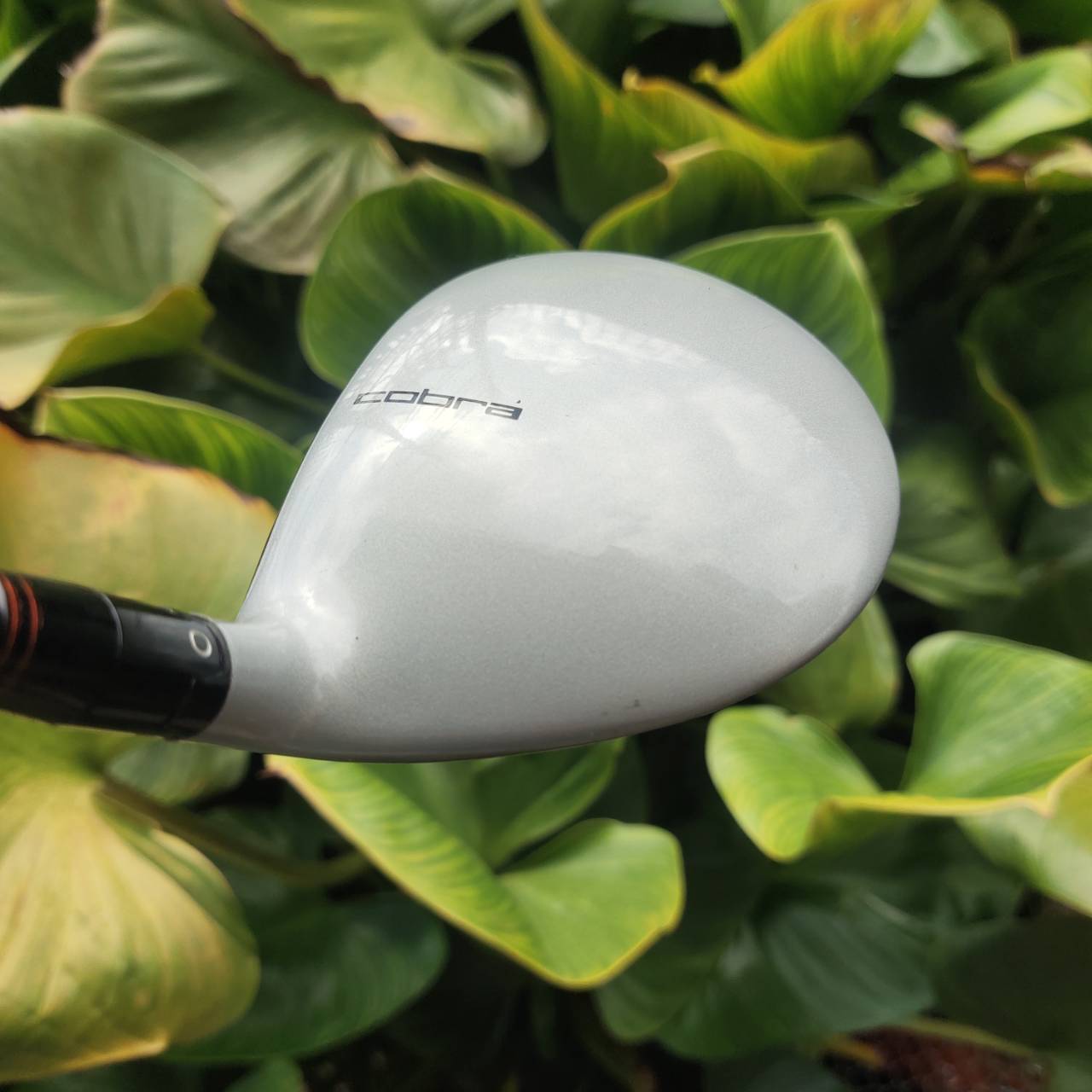 5W COBRA AMP | หน้า DUAL ROLL ช่วยให้ตีแล้ว launch ดี ลูกไม่หนีแม้ไม่โดนกลาง