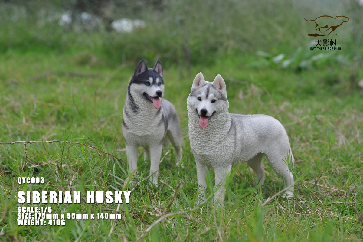 [สั่งจอง]QuanYingCun QYC003 A/B/C/D 1/6 : Husky