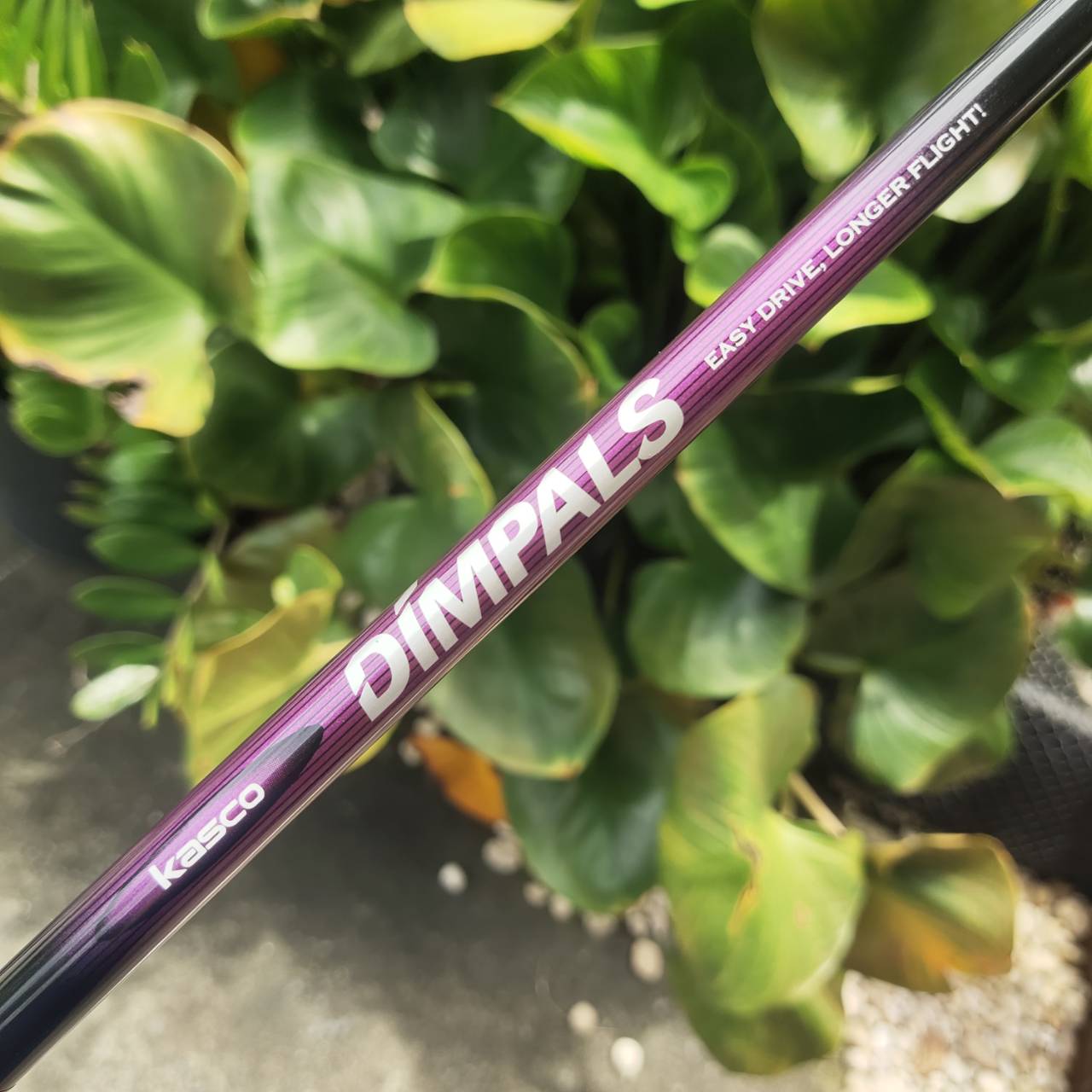 Driver KASCO DIMPALS LADY หน้าไม้กว้าง จุดสวีทสปอตใหญ่ ดีไซน์สวยงาม พรีเมียม ตามสไตล์ญี่ปุ่น