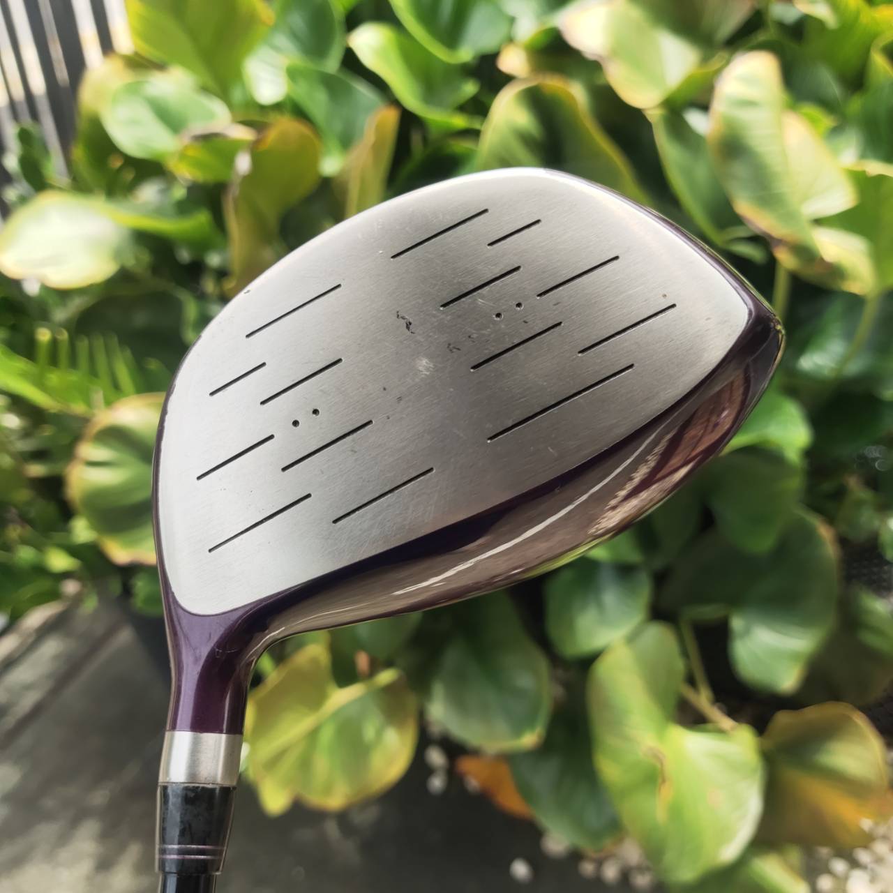 Driver KASCO DIMPALS LADY หน้าไม้กว้าง จุดสวีทสปอตใหญ่ ดีไซน์สวยงาม พรีเมียม ตามสไตล์ญี่ปุ่น