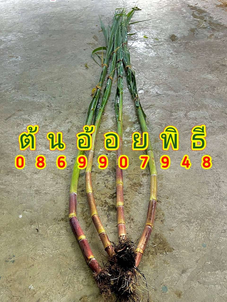 ต้นอ้อยต้นกล้วย (ขันหมาก)