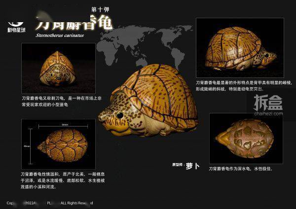 [สั่งจอง]Animal Planet : Heart Wide Body Fat Eighth Reptile Figure Static Animal Model