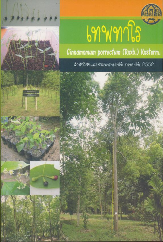 เทพทาโร Cinnamomum porrectum (Roxb.) Kosterm.