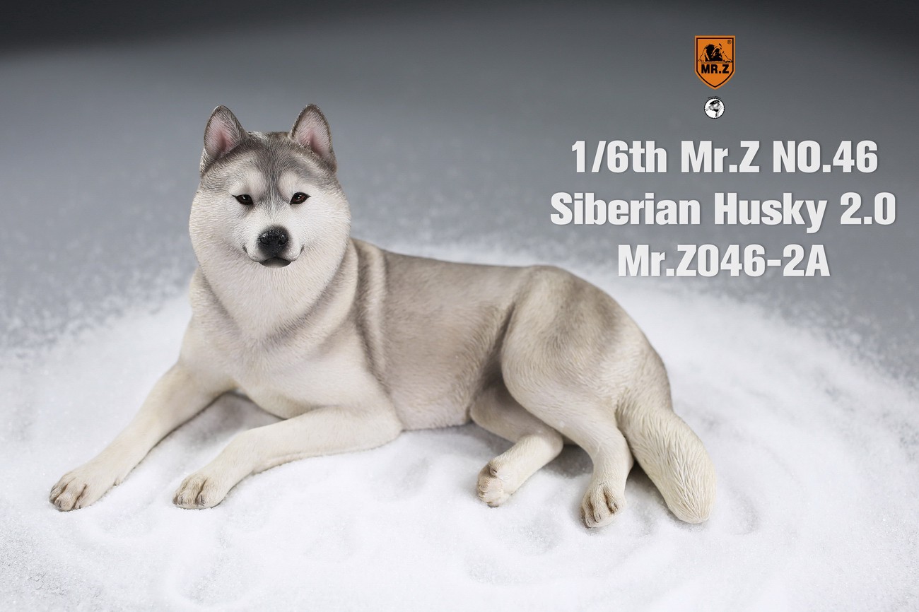 [สั่งจอง] MR. Z Animal Model MRZ046 1/6th Siberian Husky2.0（8 models in total）